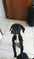 Joaquim