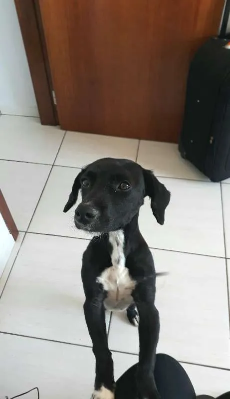 Cachorro raça SRD idade 1 ano nome Joaquim
