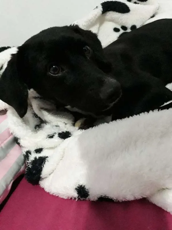 Cachorro raça SRD idade 1 ano nome Joaquim