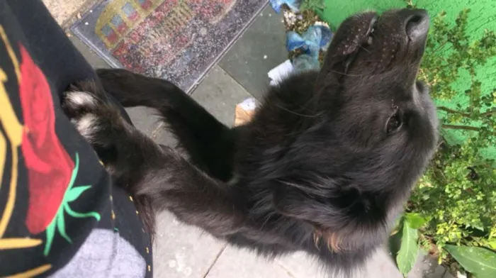Cachorro ra a SRD idade 2 anos nome Peludo