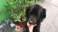 Peludo