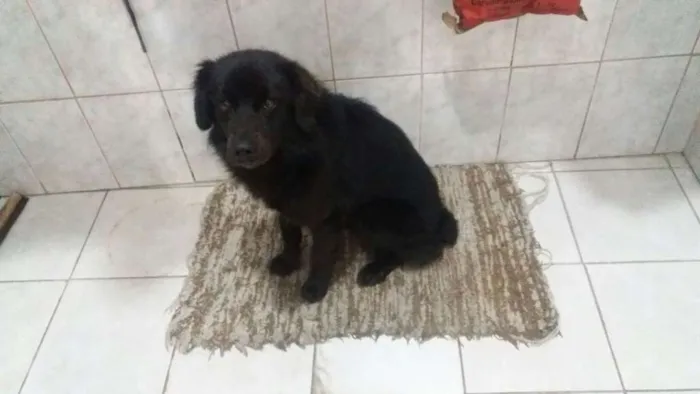 Cachorro ra a SRD idade 2 anos nome Peludo