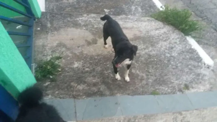Cachorro ra a SRD idade 1 ano nome Pelado
