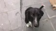 Pelado