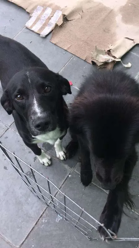 Cachorro ra a SRD idade 1 ano nome Pelado