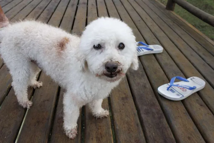 Cachorro ra a Poodle idade 6 ou mais anos nome LEO