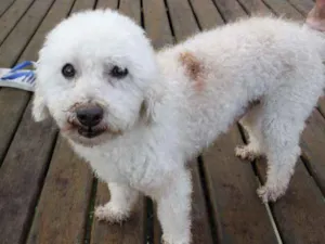 Cachorro raça Poodle idade 6 ou mais anos nome LEO