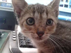 Gato raça  idade 2 a 6 meses nome China