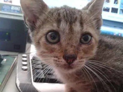 Gato raça  idade 2 a 6 meses nome China