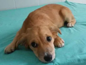 Cachorro raça srd idade 2 a 6 meses nome Luna
