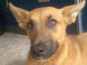 Cachorro raça vira lata idade  nome não sabemos 