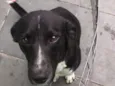 Pelado
