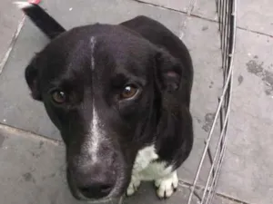 Cachorro raça SRD idade 1 ano nome Pelado