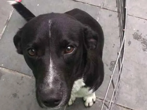 Cachorro ra a SRD idade 1 ano nome Pelado