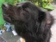 Peludo
