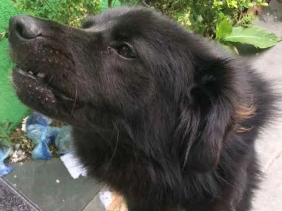 Cachorro ra a SRD idade 2 anos nome Peludo