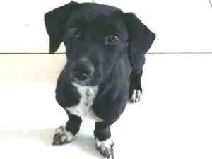 Cachorro raça SRD idade 1 ano nome Joaquim