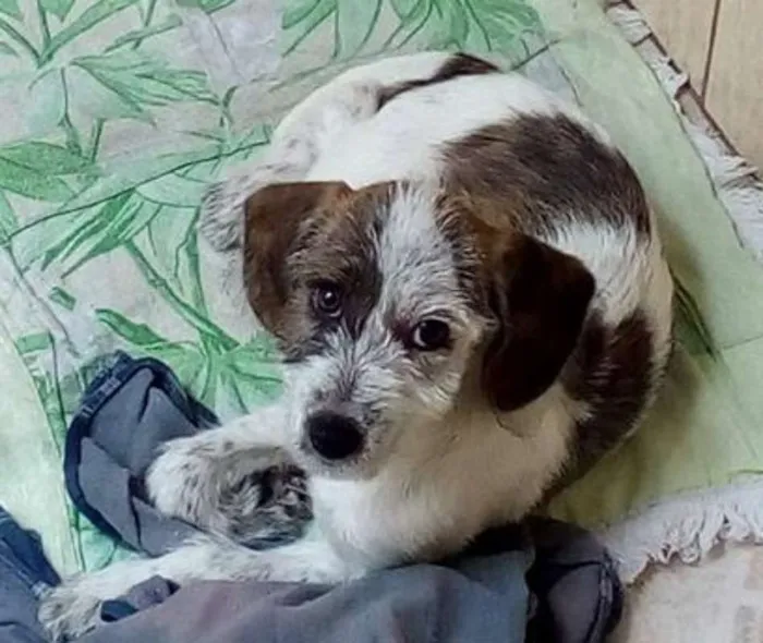 Cachorro ra a Vira Lata idade 2 a 6 meses nome Sem nome