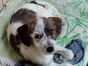 Cachorro raça Vira Lata idade 2 a 6 meses nome Sem nome