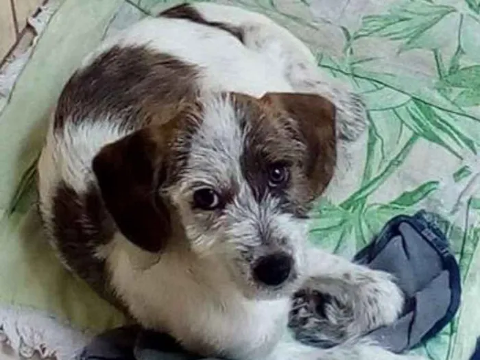 Cachorro ra a Vira Lata idade 2 a 6 meses nome Sem nome