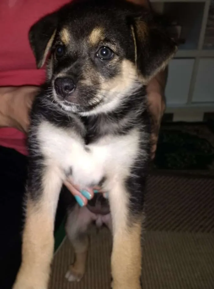 Cachorro ra a vira-lata idade 2 a 6 meses nome não tem nome