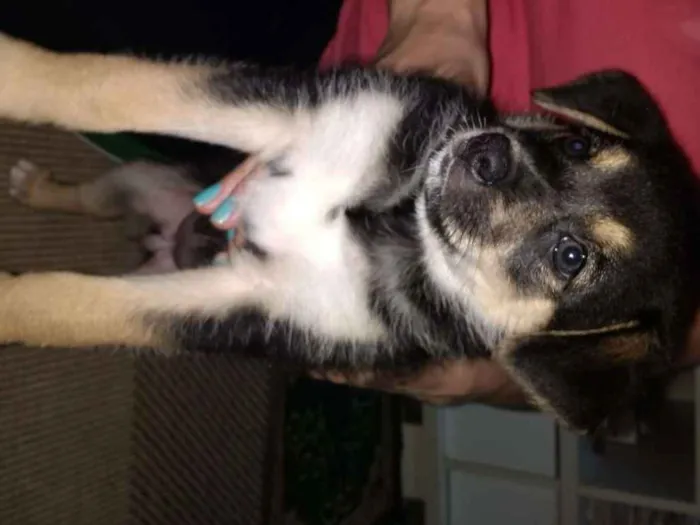 Cachorro ra a vira-lata idade 2 a 6 meses nome não tem nome