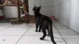 Lua Nova
