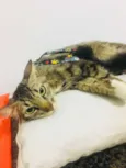 Pretinha