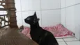 Lua Nova
