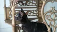 Lua Nova