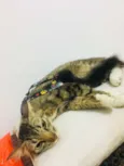 Pretinha