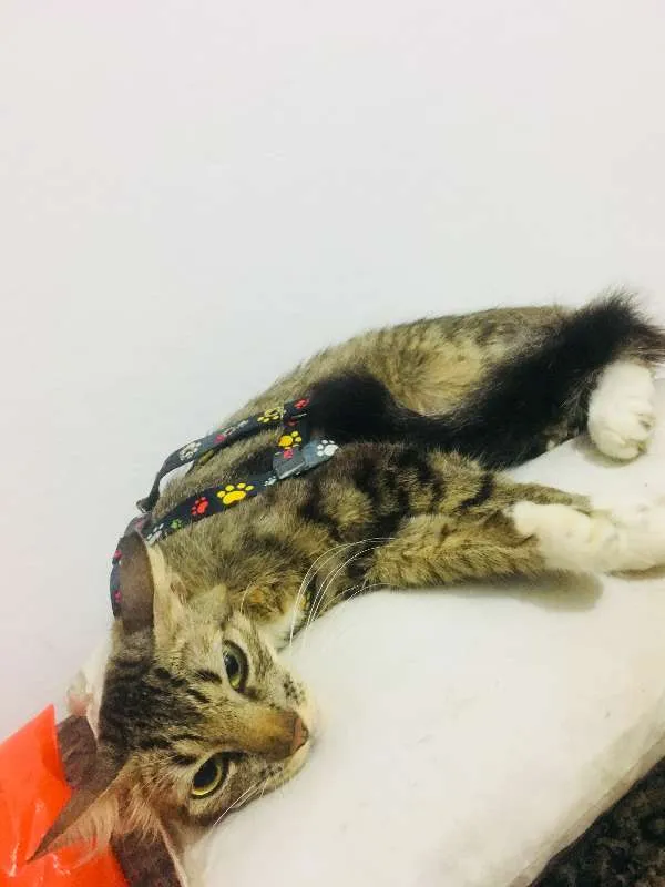 Gato ra a  idade 1 ano nome Pretinha
