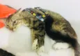 Pretinha