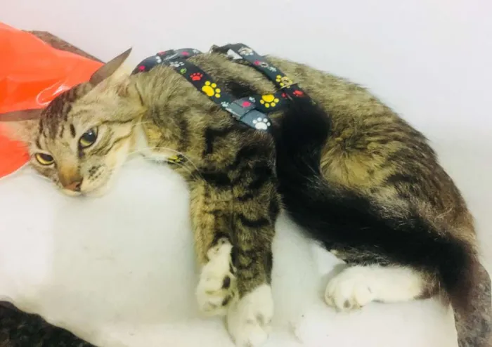 Gato ra a  idade 1 ano nome Pretinha