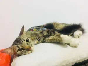 Gato raça  idade 1 ano nome Pretinha