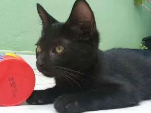 Gato raça Mestiço Siamês idade 2 a 6 meses nome Batman