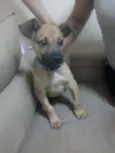 Madruguinha