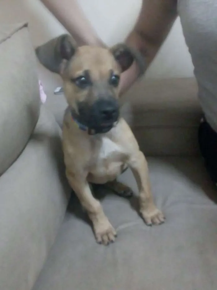 Cachorro ra a  idade 2 a 6 meses nome Madruguinha
