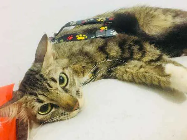 Gato ra a  idade 1 ano nome Pretinha
