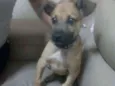 Madruguinha