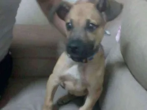 Cachorro raça  idade 2 a 6 meses nome Madruguinha