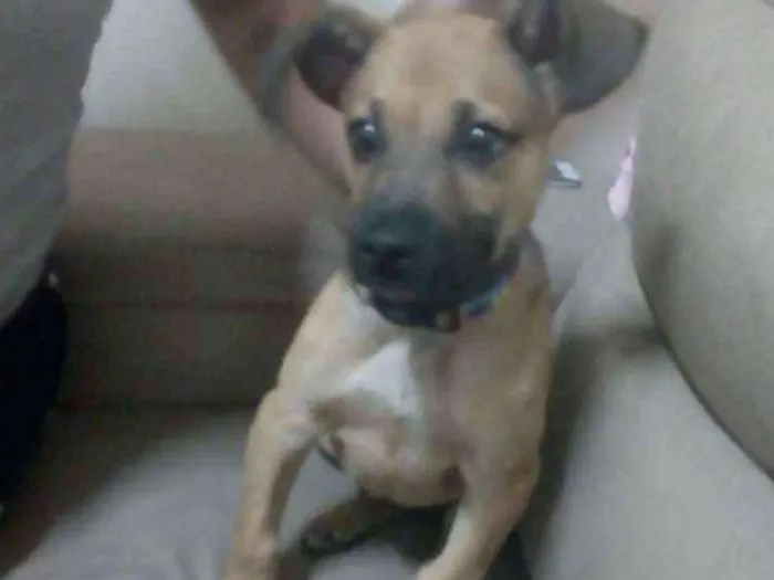Cachorro ra a  idade 2 a 6 meses nome Madruguinha