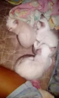 luna, luck e juno