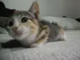 Gatinhos