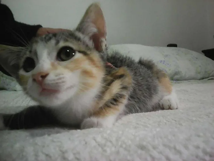Gato ra a srd idade Abaixo de 2 meses nome Gatinhos