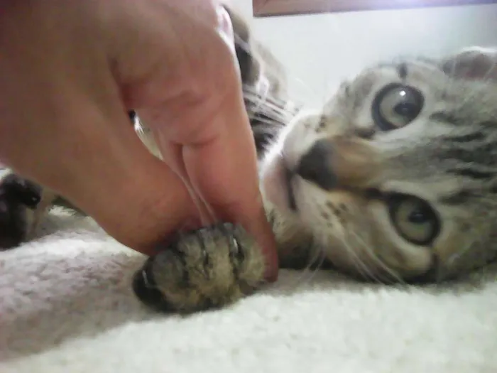 Gato ra a srd idade Abaixo de 2 meses nome Gatinhos
