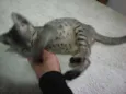 Gatinhos