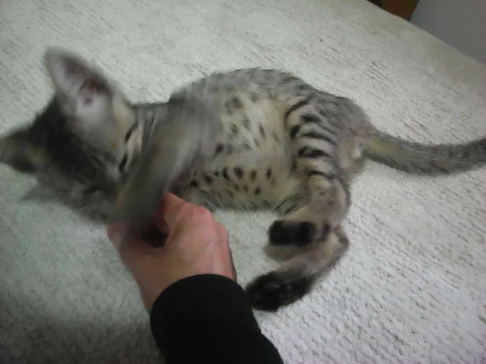 Gato ra a srd idade Abaixo de 2 meses nome Gatinhos