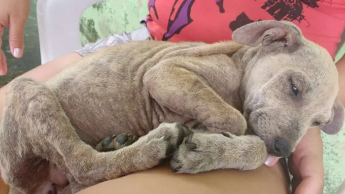 Cachorro raça nao sei idade 2 a 6 meses nome Sem nome