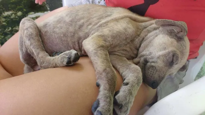 Cachorro raça nao sei idade 2 a 6 meses nome Sem nome